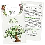 Bonsai Baum Samen Bergahorn: Premium Bergahorn Samen für 5x Bonsai Pflanze mehrjährig – Bergahorn Bonsai Samen Indoor für den Mini Garten – Ahorn Baum Samen – Baum Pflanzen Saatgut von OwnGrown