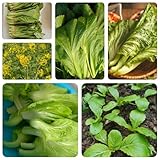 300 pcs Samen Senf Zum Anpflanzen - samen gemüse alte sorten historisches saatgut Senfsamen Saatgut - Brassica Juncea, gemüsesamen & -pflanzen bio samen gemüse balkon bio samen gemüse