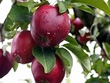 Red Delicious Apfelbaum (Malus Pumila) (winterhart und schnell)