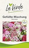 Bartnelken Gefüllte Mischung Blumensamen Mehrfarbig