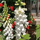 fingerhut pflanze samen bodendecker winterhart mehrjährig fingerhut winterharte pflanzen für garten seltene pflanzen, wohnzimmer deko winterharte deko blumen balkon 60pcs