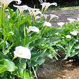 calla zwiebeln winterhart - hochbeete für garten stauden winterhart mehrjährig balkon pflanze - Seltene Pflanzen serie - winterharte pflanzen für garten balkonblumen winterfeste 5pcs