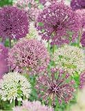 10 Riesen Allium gemischt Zierlauch großblumig Blumenzwiebeln 12/14 Blumenhandel Ullrich
