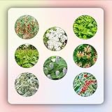 240 pcs kräutersamen set bio - wildblumenwiese saatgut mehrjährig kräuter samen set dekoration wohnzimmer gartenblumen mehrjährig winterhart winterharte stauden mehrjährig bienenwiese