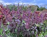 Packung mit 50 Tulsi-Pflanzensamen