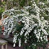 Spiraea Salicifolia - blühende sträucher winterhart heckenpflanzen balkonpflanzen winterharte für garten 100Samen