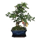 Exotenherz - Bonsai Fukientee - Carmona microphylla - ca. 6 Jahre