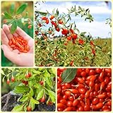 Goji BeerenSamen - Lycium chinense - seltene bio küchenkräuter garten strauch 250pcs