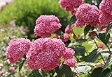 Harro's Pflanzenwelt Hydrangea arborescens ' Pink Strong Annabelle' - Ballhortensie tiefrosa