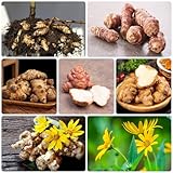 50 Pcs Topinambur Samen Bio, Alte Gemüsesorten Samen, Balkonpflanzen (Helianthus Tuberosus) Gemüse Samen, Garten Pflanzen Samen Wintergemüse, Nachhaltige Geschenke Geschenke Für Gartenfreunde