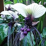 Haloppe 10 Stück Tacca Chantrieri Whiskers Blumen Pflanzensamen für die Hausgartenbepflanzung, lustige seltene schwarze Fledermaus Tacca Chantrieri Whiskers Blumensamen Gartenpflanzen