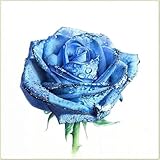 Einzigartiges Farbspiel, Rosen Zwiebeln, Winterhart, Es Ist äUßErst AnpassungsfäHig Kann Das Highlight Jedes Gartens Sein, Pflegeleicht, Bienenfreundlich, 1zwiebeln-i