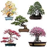 Außergewöhnliche Bonsai Samen mit hoher Keimrate - Pflanzen Samen Set für deinen eigenen Bonsai Baum (5er Set inkl. eBook)