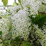 petrea volubilis wildblumen balkonblumen, kletterpflanzen winterhart balkon topfpflanzen 85samen