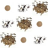 Vollständiges Ersatz-Kit für Sand-Ameisenfarm - Ameisen mit Königin Free