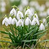 mgc24 Schneeglöckchen Galanthus woronowii einfach - 25 Blumenzwiebeln (ca. 6-7mm)