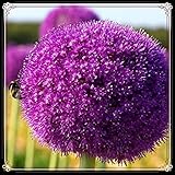 Allium Zwiebeln-Winterhart MehrjäHrig,Allium Zwiebeln Allium Giganteum Zwiebeln Allium Zwiebeln Winterhart Riesen Zierlauch Zwiebeln Winterhart MehrjäHrig,Zuverlässiger Verkäufer-10zwiebeln-a