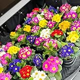 primeln - balkon deko primeln bodendecker winterhart wildblumensamen exotische zimmerpflanzen blumensamen mehrjährige blumenwiese - Seltene 300samen