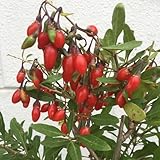 Garten-Schlüter® Goji-Beere Little Goji® – kompakte Zwergform 80 cm, vitaminreiche Superfrucht, süß-herber Geschmack, wenig bedornt, robust & winterhart, ideal für Garten & Kübel