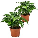 Bloomique - 2er Set - Coffea Arabica - Kaffeepflanze - Pflegeleicht - Luftreinigend - Höhe 20-30 cm - Topf 12 cm