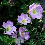 nachtkerze kaufen - steingartenpflanzen winterhart alte sorten bio balkon topfpflanzen für draußen 400samen