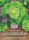 Winter-Butterkopfsalat, frostbeständiger Wintersalat für frühe Ernten