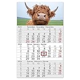 3-Monatskalender 2024 Kuh I Wandkalender 3 Monate Einblatt I 30 x 49 cm I mehrsprachig D/GB/F Jahresplaner mit Schieber I Rind braun grün kompakt I tr_190