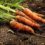 Karottengemüsesamen 60 Stück Orange