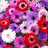 Winterhart pflanzen, Mehrjährige Blumenzwiebel ist winterhart, Lebende Pflanzen, Seltene, Exotisch, Mysteriöse magische Glühbirne, Blumenzwiebel Mix-5 Anemone Zwiebel