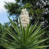 50 pcs yucca palme samen, pflanzen samen indoor, gartenpflanzen winterhart yucca palmlilie winterhart samen balkon, exotische pflanzen winterhart samen geschenk, winterharte stauden