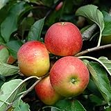 Elstar Apfel Apfelbaum Obstbaum kleinbleibend Busch 2-jährig im Topf