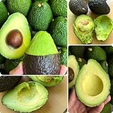 avocado samen zum pflanzen - balkonpflanzen winterhart - Seltene Pflanzen - säulenobstbäume spalierobst avocado samen winterharte pflanzen für garten obstbaum dachbegrünung samen 10pcs