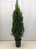 5st. Thuja Smaragd 120-150cm im Topf Lebensbaum Heckenpflanzen 'Edelthuja' immergrün