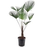 Winterharte Hanfpalme XXL - Trachycarpus fortunei - Gesamthöhe 180-200 cm - Topf Ø 32 cm