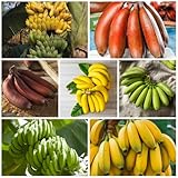 200 Pcs Bananensamen Bananenbaum Winterhart - Obstbäume, Kaufen Geschenke Für Gartenliebhaber Bananenpflanze Bananen Samen, Bio Saatgut, Alte Sorten Saatgut Zimmerpflanzen, Samen Topf