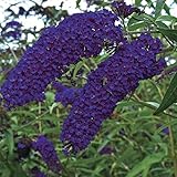 Buddleja davidii Empire Blue 25-30 cm Schmetterlingsflieder Sommerflieder - Fliederspeer