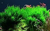 Tropica Aquarium Pflanze Moos Taxiphyllum 'Flame Nr.003H TC in Vitro 1-2 Grow Wasserpflanzen Aquarium Aquariumpflanzen