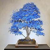 kiskick 100 Stück/Beutel Ahornbaumsamen, attraktive, schöne, charmante Bonsai-blaue Ahornbaumsamen für den Haushalt, einfach zu züchten Ahornbaum-Samen