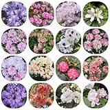 rhododendron winterhart - exotische azalee, zimmer, balkon, 30samen