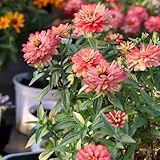 zinnien mehrjährig - kräuterpflanzen indoor garten zimmerpflanze sommerblumen wiesenblumen zinnien blumensamen mehrjährig winterhart - Seltene - 350samen