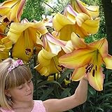 Rising Moon Riesen Lilien (3 Zwiebeln) - Winterharte Blumenzwiebeln - aus Holland zum Garten-Pflanzen - große Knollen (kein Samen, nicht künstlich)