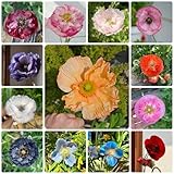 300 Pcs Klatschmohn Samen Mehrjährig - Winterharte Pflanzen Für Balkon, Winterharte Pflanzen Für Garten Klatschmohn Pflanzen Samen, Wildblumensamen, Hochbeet Samen Blumendeko, Pflanzen