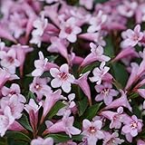 Zwerg-Weigelie 'Pink Poppet' Weigela florida hellrosa Blüten von April bis Mai