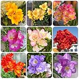 12 pcs Freesien Zwiebel bodendecker winterhart mehrjährig, blumenwiese Freesien Knollen blumen pflanzen geschenke für pflanzenliebhaber hochbeet balkon frühlingsblüher zwiebeln blumen