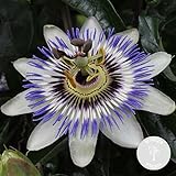 Bloomique - Passiflora Caerulea - Passionsblume - Blau, Weiß - Kletterpflanzen - Gartenpflanzen - Winterhart - 50-70 cm Hoch - Topf 15 cm