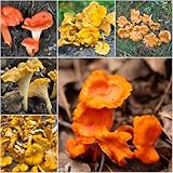 pfifferlinge - kräutersamen pflanzensamen balkonpflanzen winterhart exotische zimmerpflanzen - Seltene serie - gemüsesaat 400samen