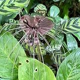 Schwarze Fledermausblume Samen, gartendeko für draußen Tacca chantrieri, schnittblumen samen bonsai samen balkonpflanzen winterhart mehrjährig blumenwiese samen mehrjährig winterhart 200pcs