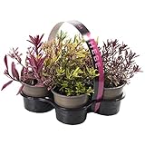 Hebe Magic Colours winterharte immergrüne Gartenstrauchpflanze für den Außenbereich in 9 cm Töpfen, 4er-Pack.