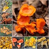 pfifferlinge - bonsai gartenpflanzen gemüsepflanzen balkon balkonpflanzen winterhart gemüsesamen pfifferlinge 600samen