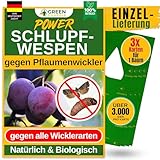 GREEN GUARDIA Schlupfwespen gegen Pflaumenwickler -3 Karten à 1 Lieferung- Effektive Bio-Bekämpfung gegen Apfelwickler, Alternative zu Pflaumenwicklerfalle, Spritzmitteln, Nematoden & Pheromonfallen